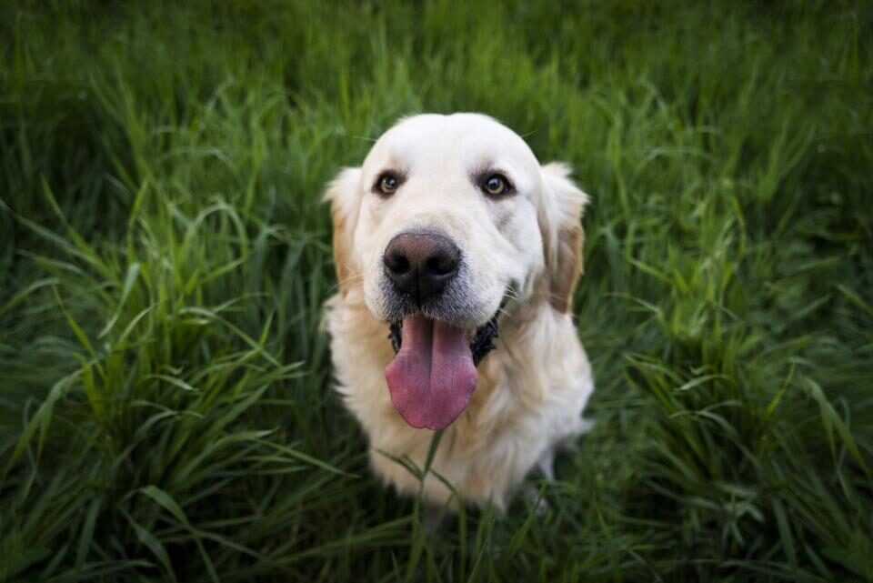 Ein heller Hund liegt entspannt im hohen grünen Gras