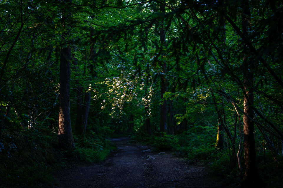 Ein schmaler Pfad führt durch dichten, grünen Wald